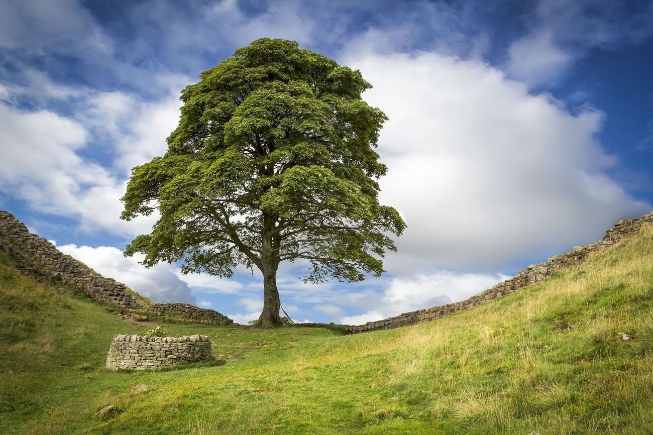 45-facts-about-sycamore-gap-tree