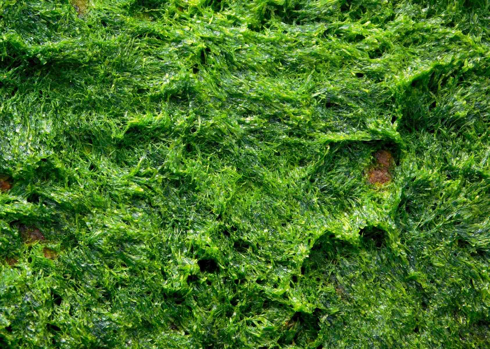 50-facts-about-alga