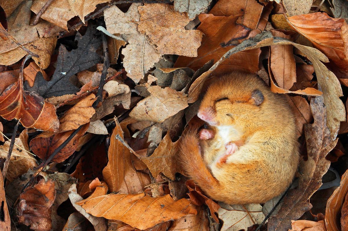 50-facts-about-animal-hibernation