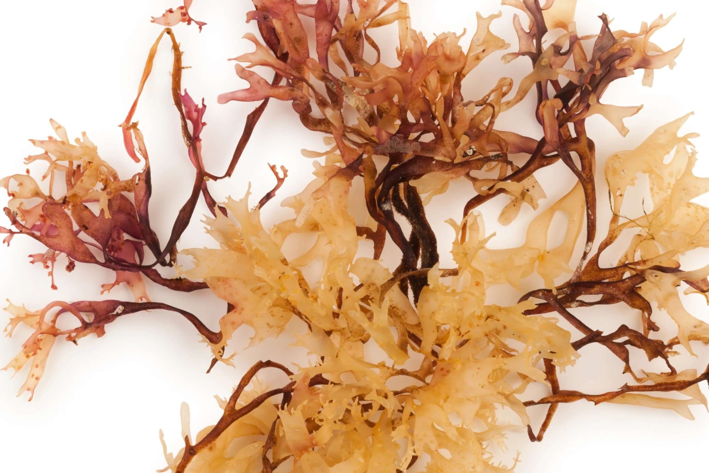 50-facts-about-carrageenan