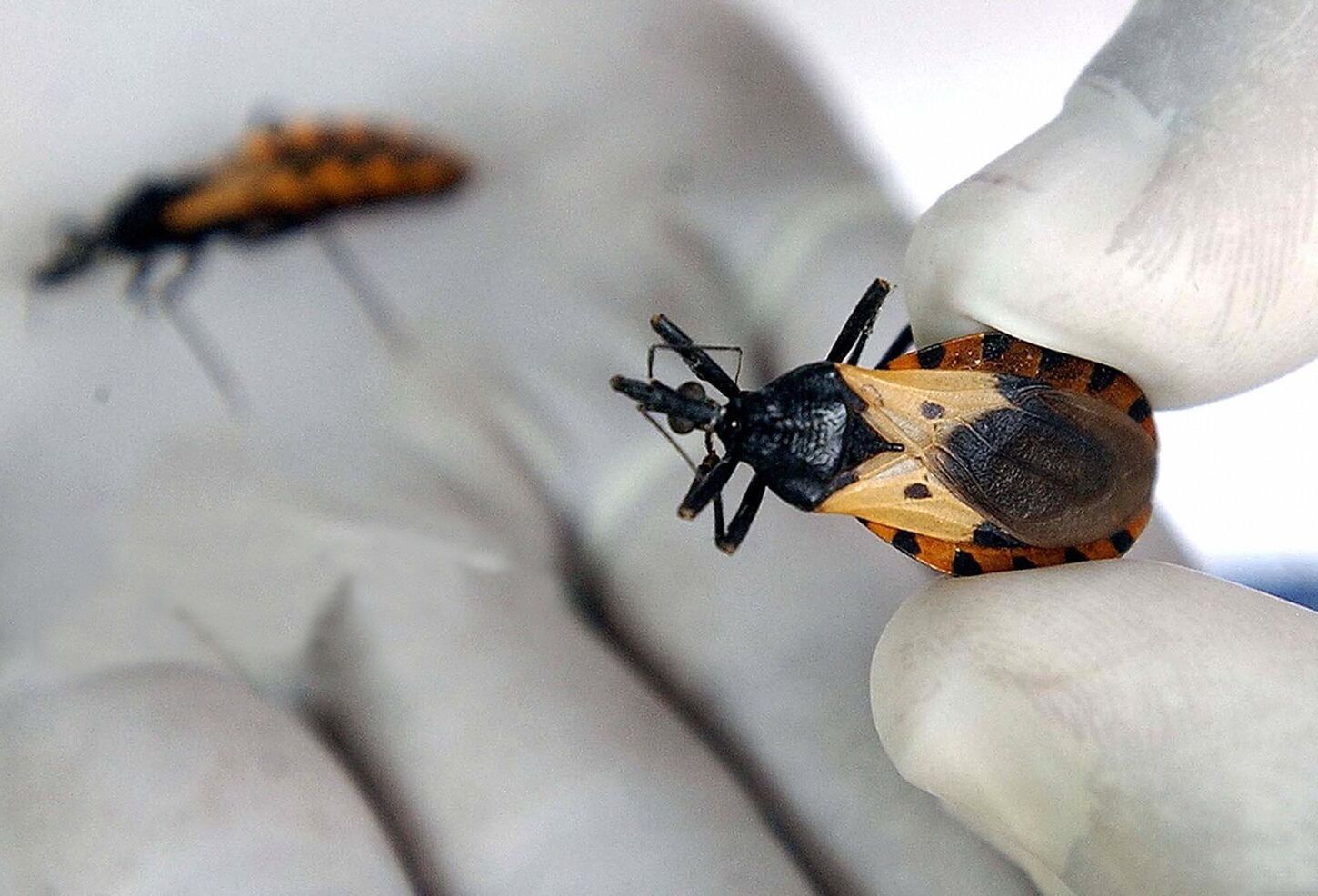 50-facts-about-chagas-disease