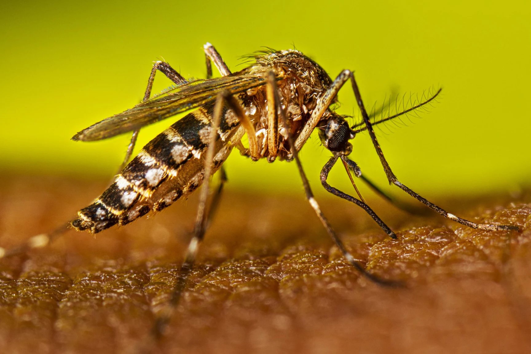 50-facts-about-dengue-fever