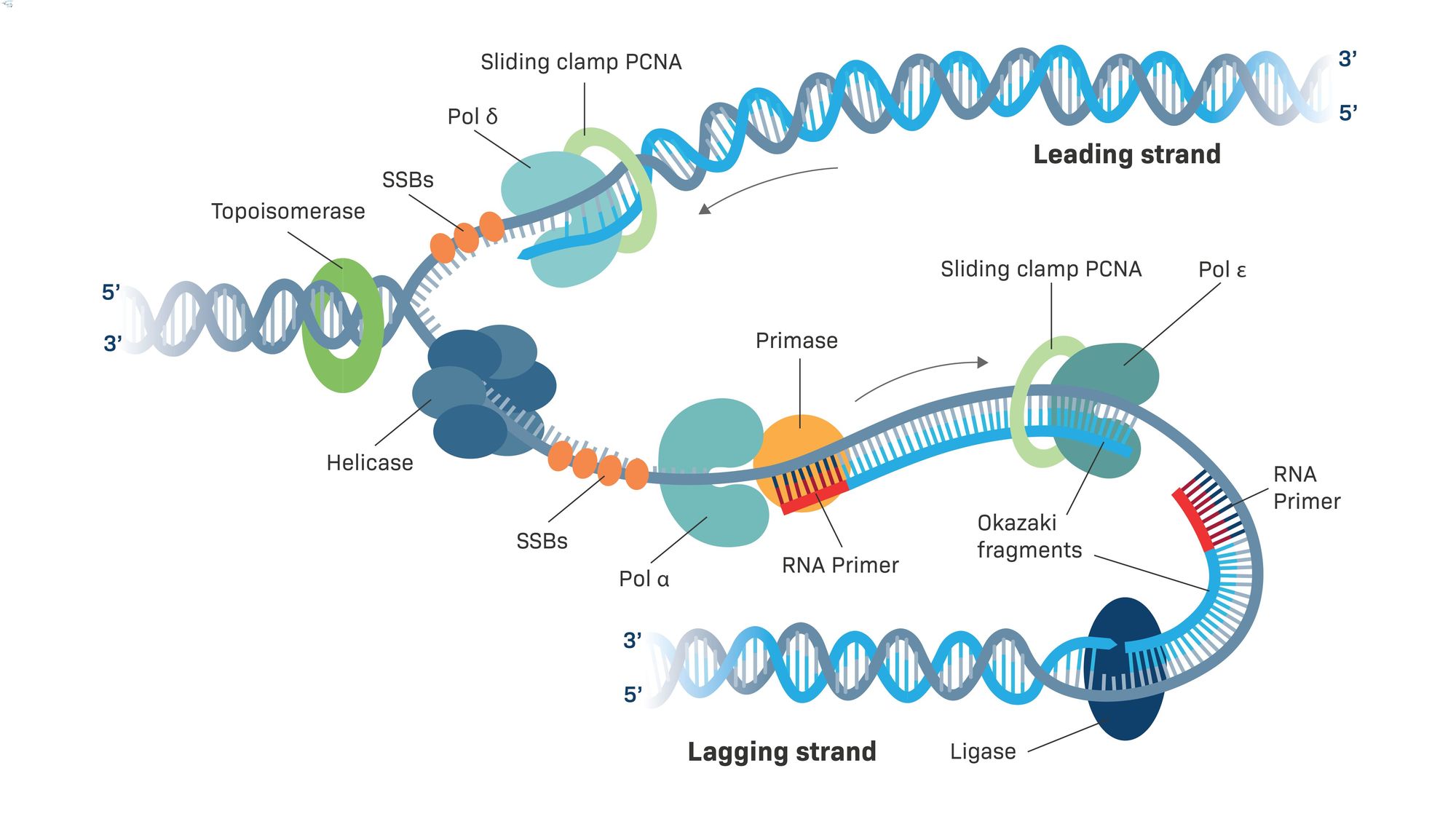 50-facts-about-dna-ligase