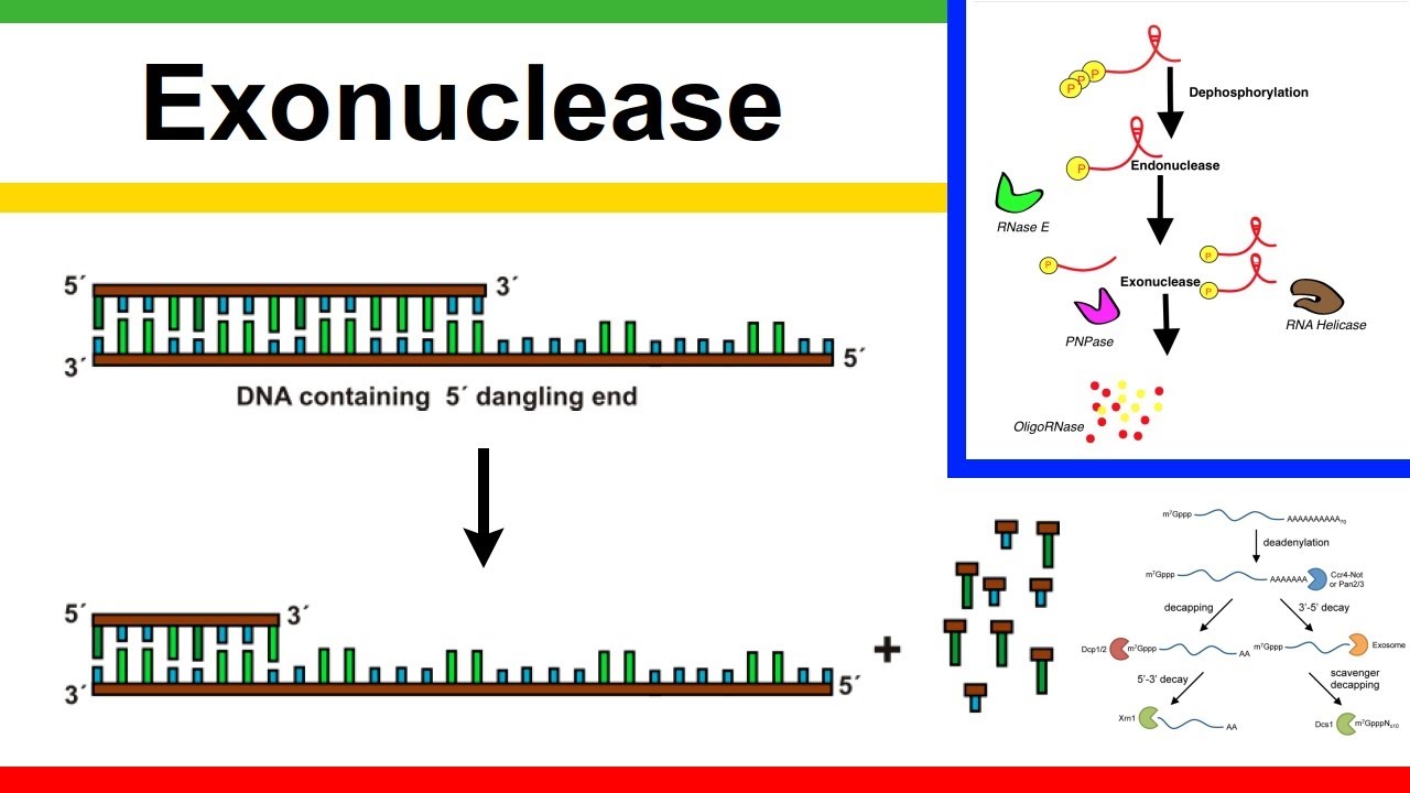 50-facts-about-exonuclease