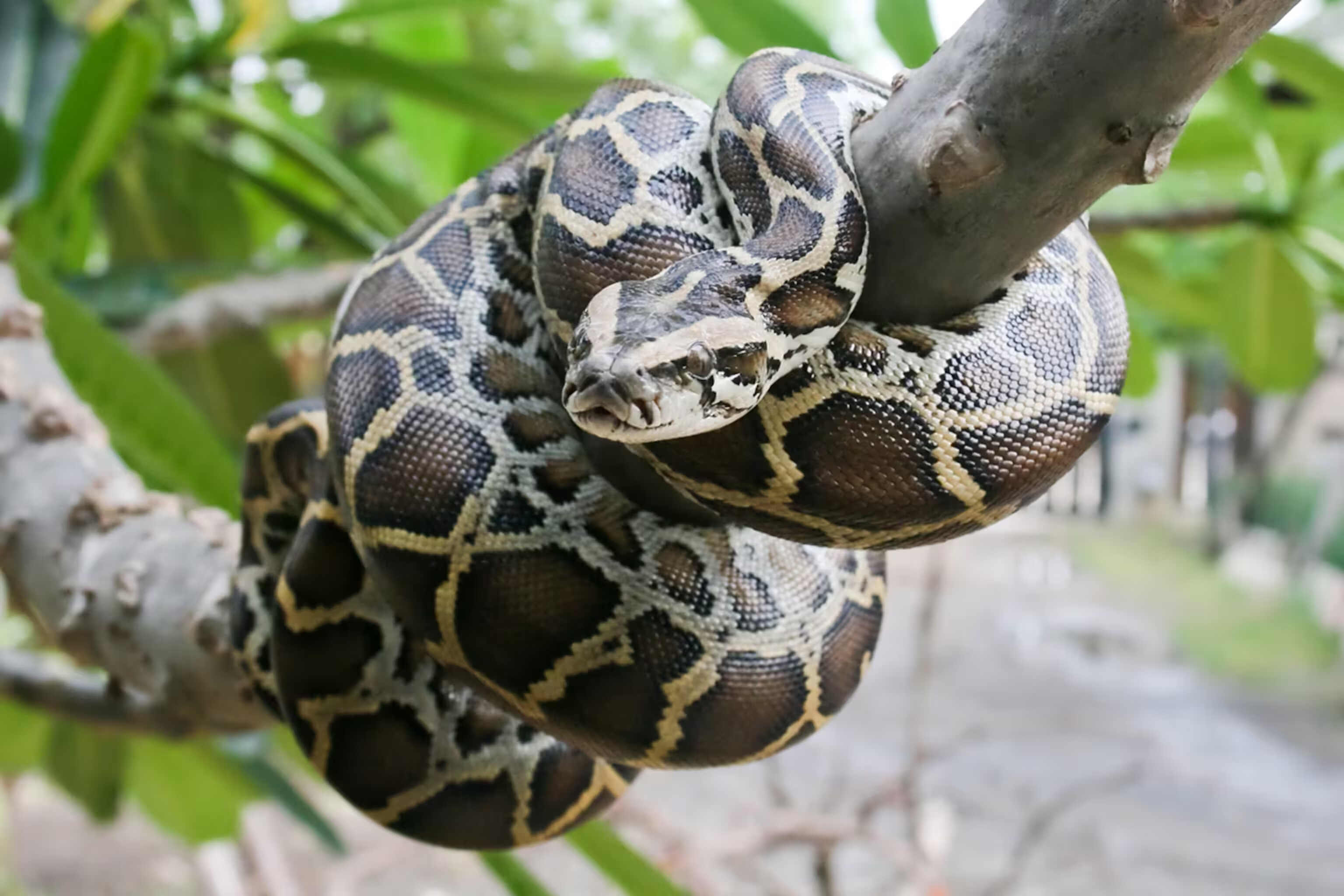 50-facts-about-pythons