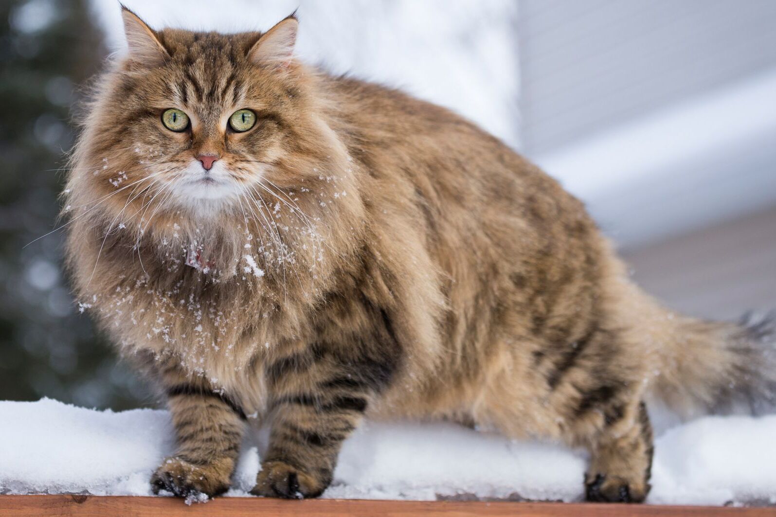 50-facts-about-siberian-cat