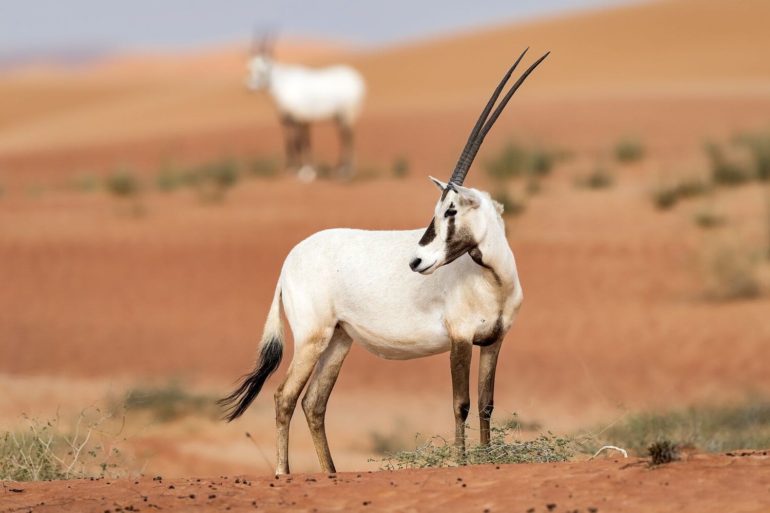 50-facts-about-unusual-adaptations-in-desert-animals