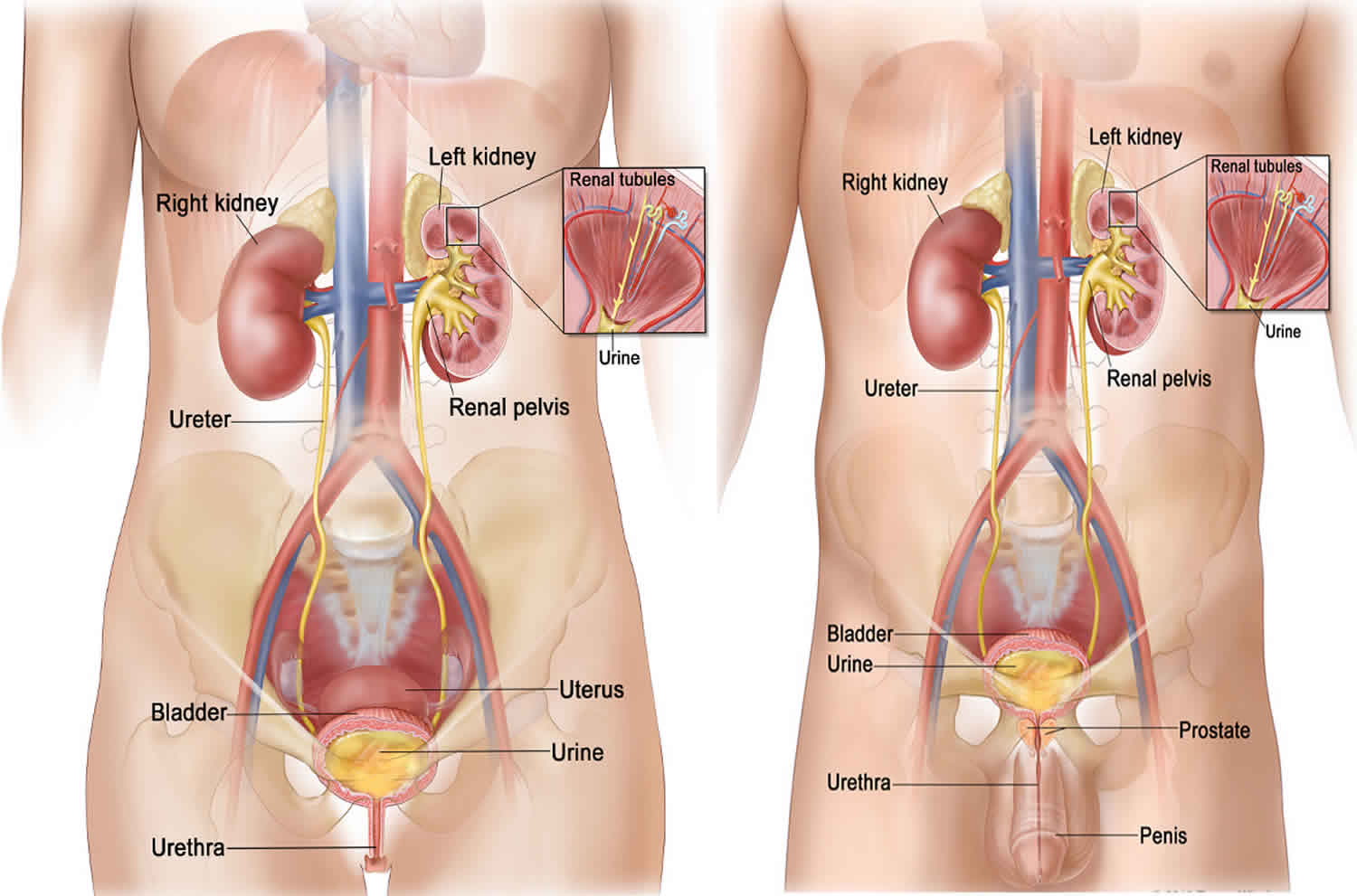 50-facts-about-uropathy