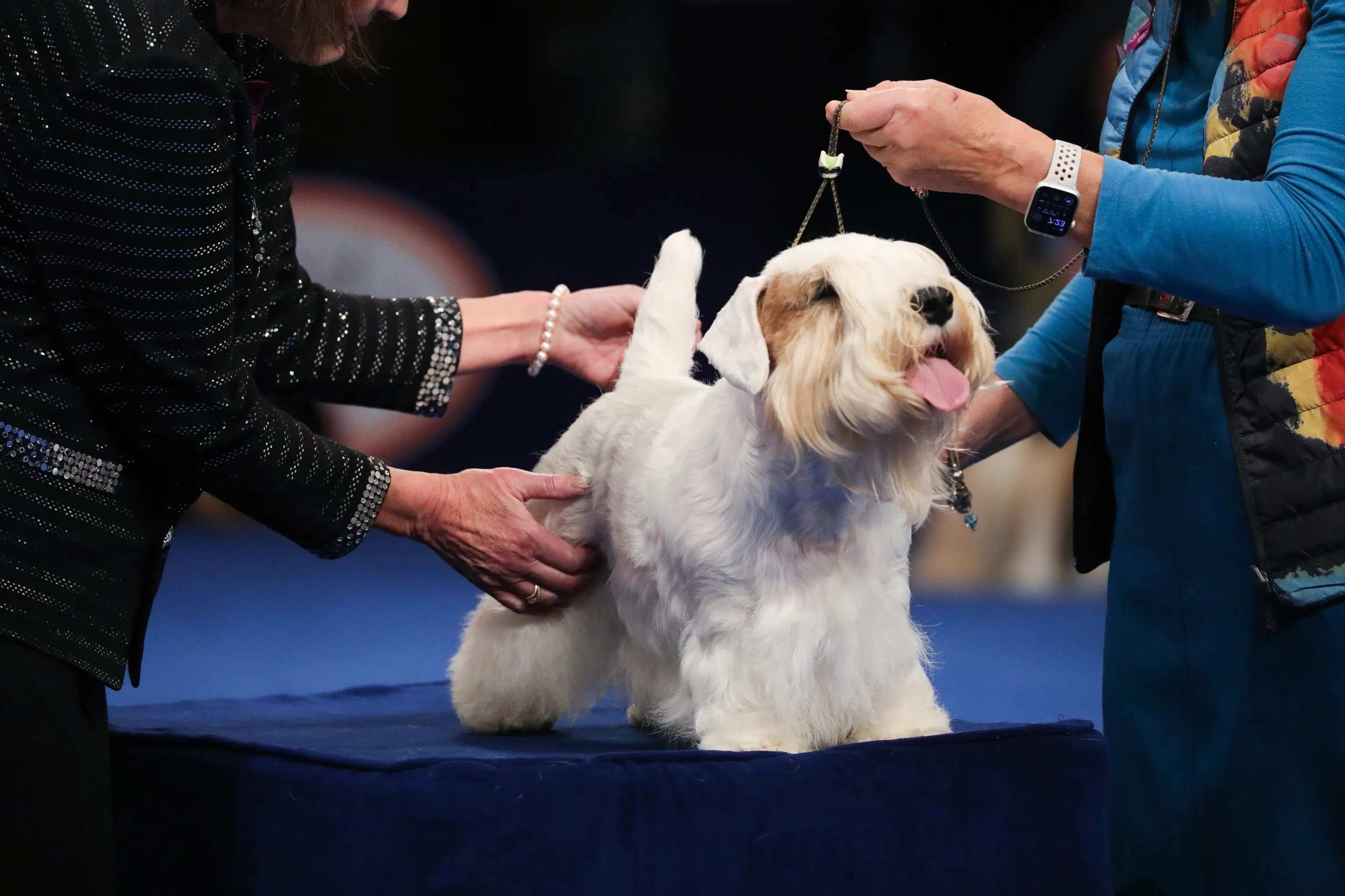 18-facts-about-american-kennel-club