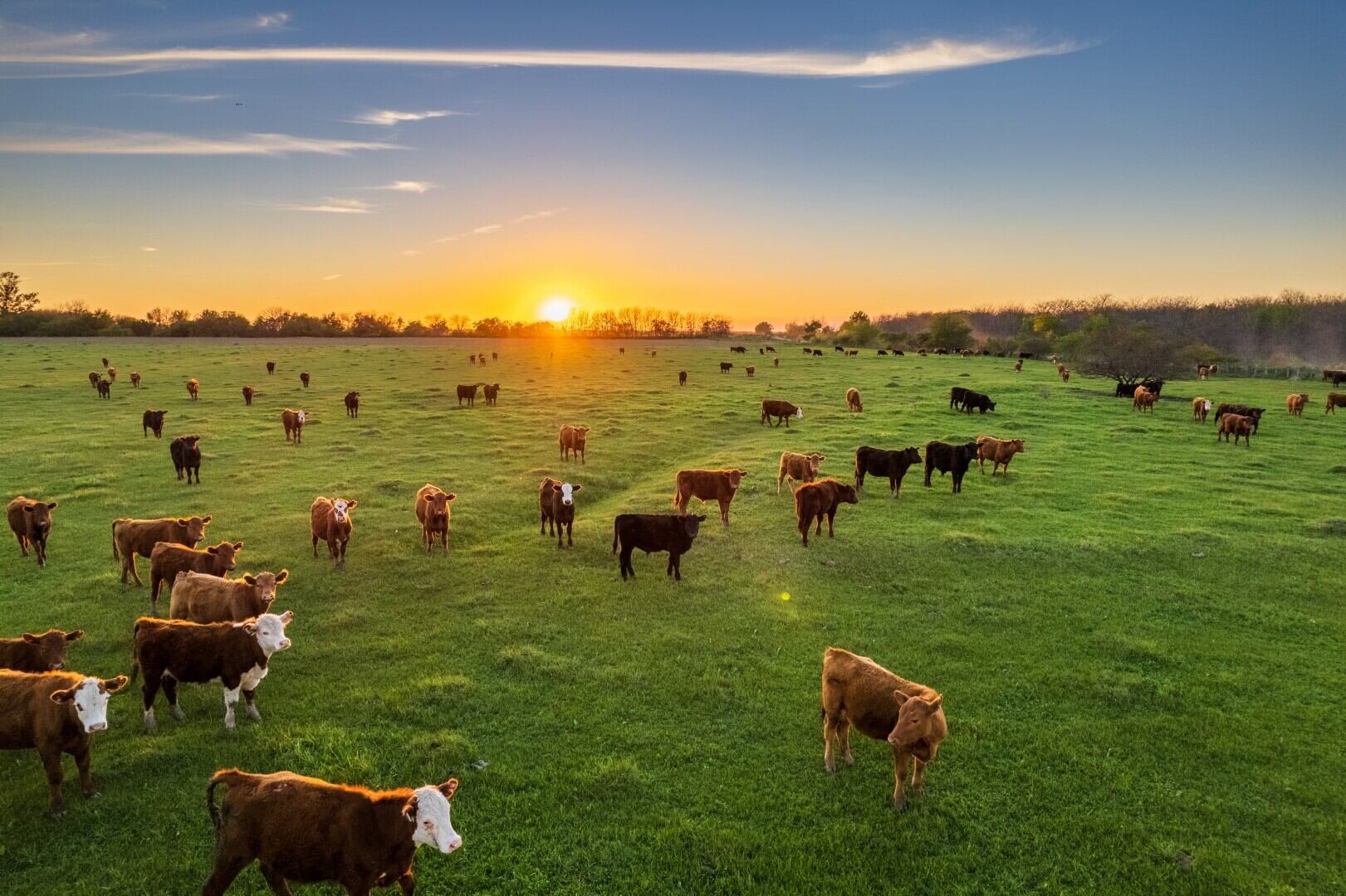 20-facts-about-cattle-farming