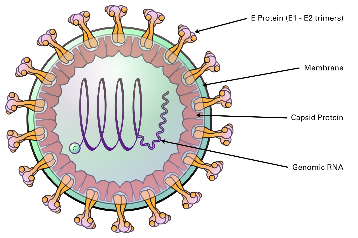 20-facts-about-togaviridae-disease