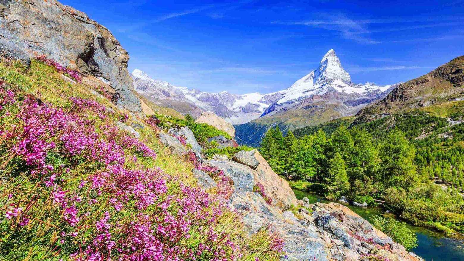 21-facts-about-alpine-plants