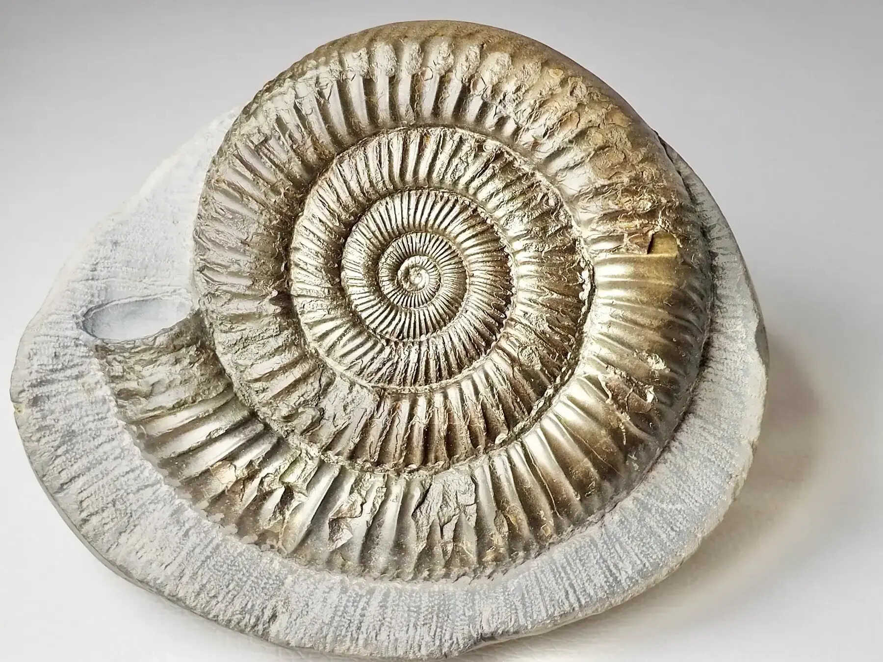 35 Facts About Ammonite Fossil - Facts.net