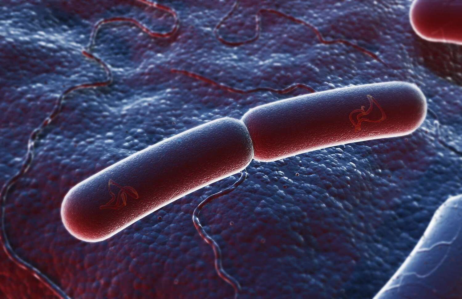 21-facts-about-binary-fission