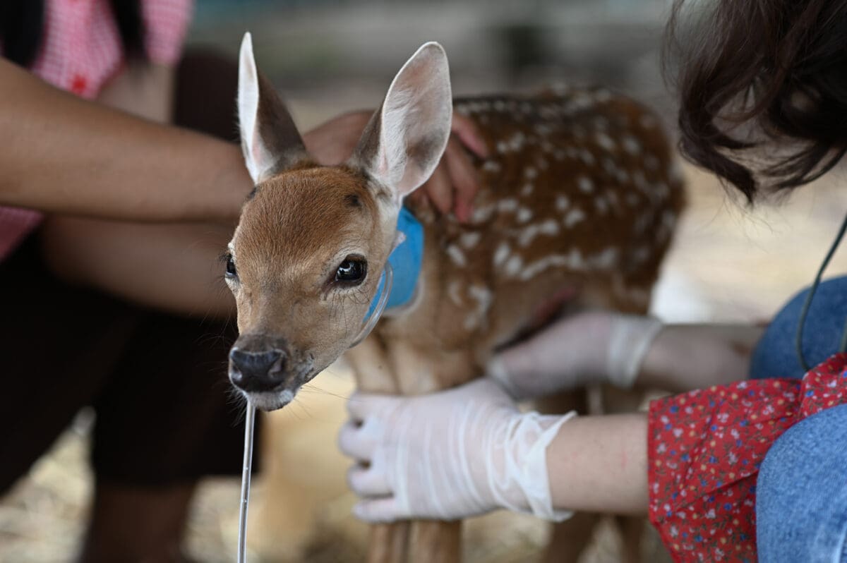 25-facts-about-animal-rehabilitation