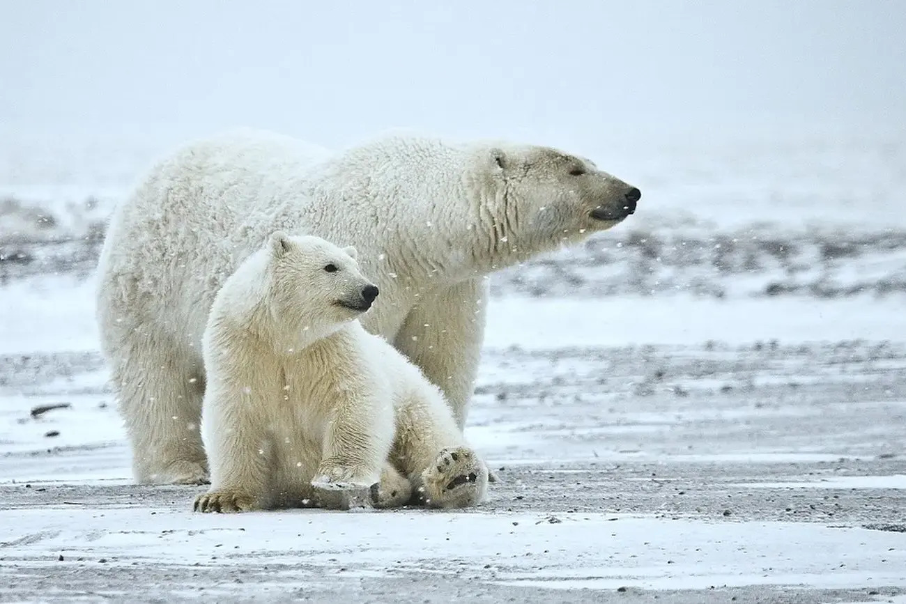 25-facts-about-arctic-wildlife