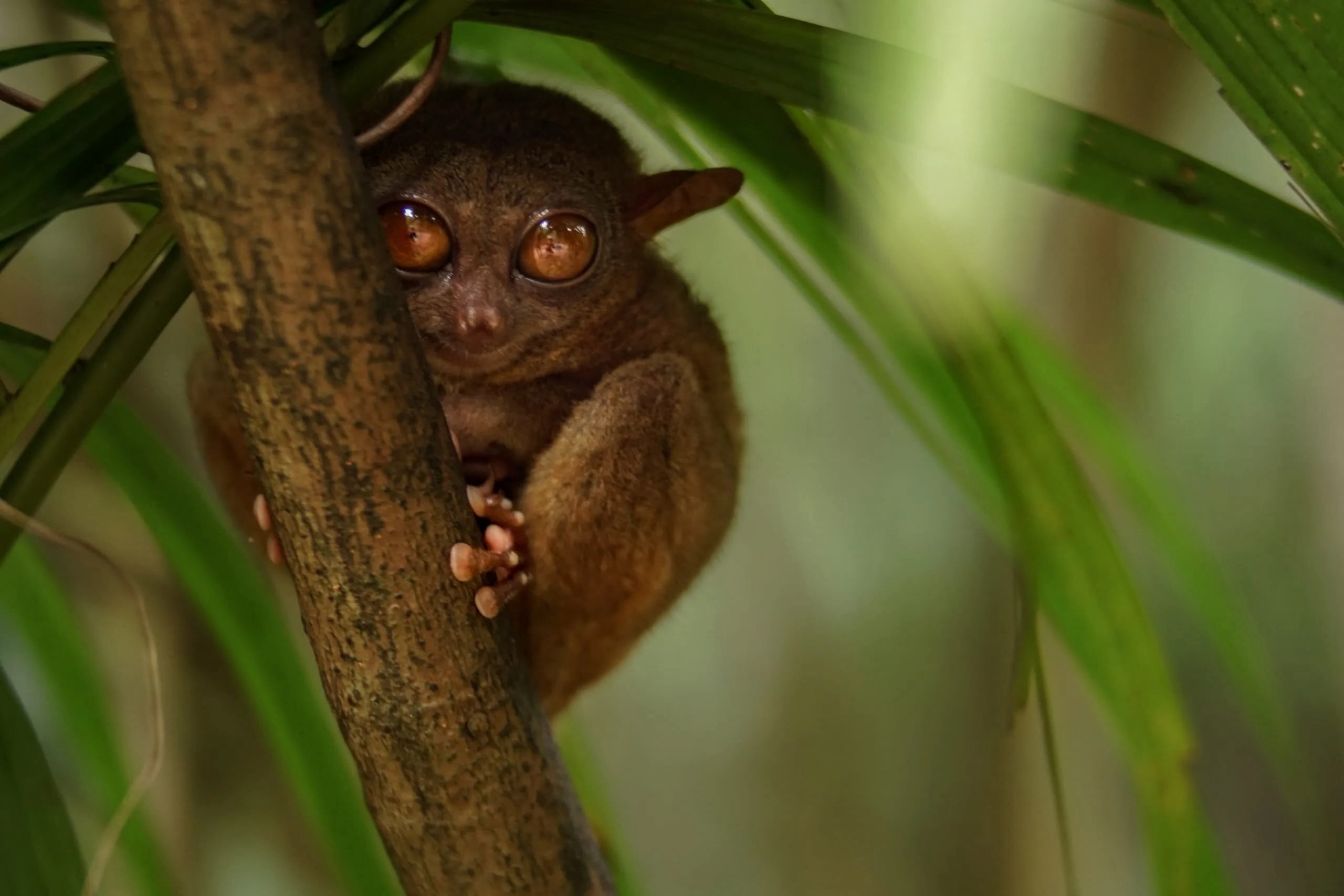 25-facts-about-borneo-wildlife