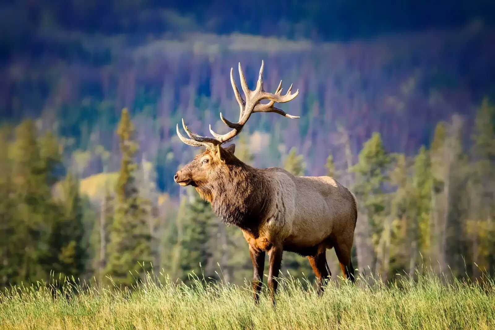 25-facts-about-canadian-wildlife