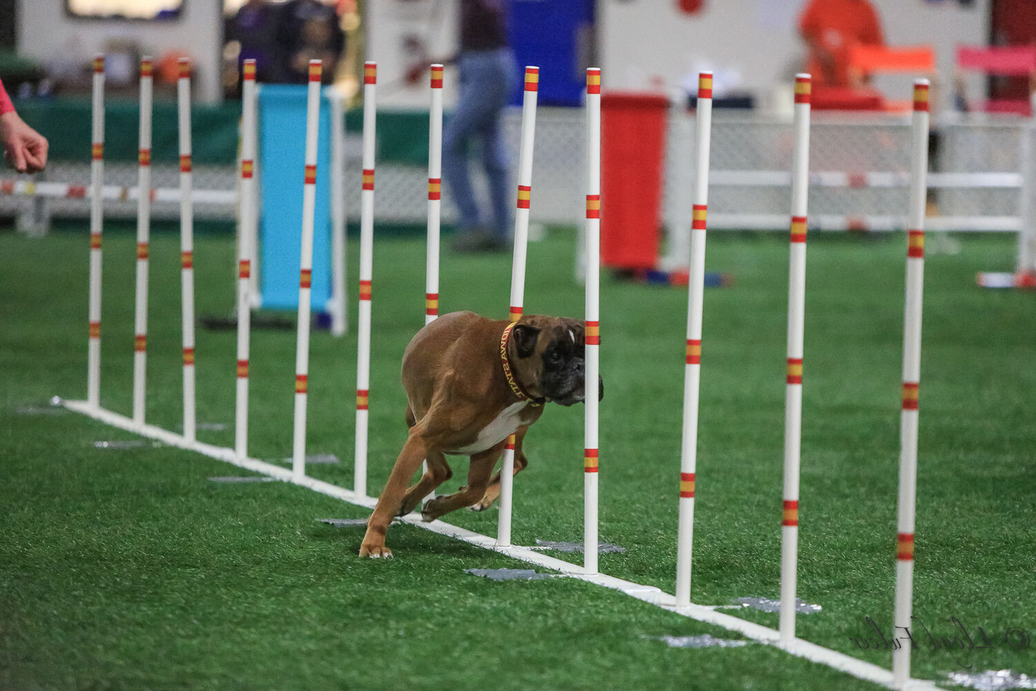 25-facts-about-canine-sports