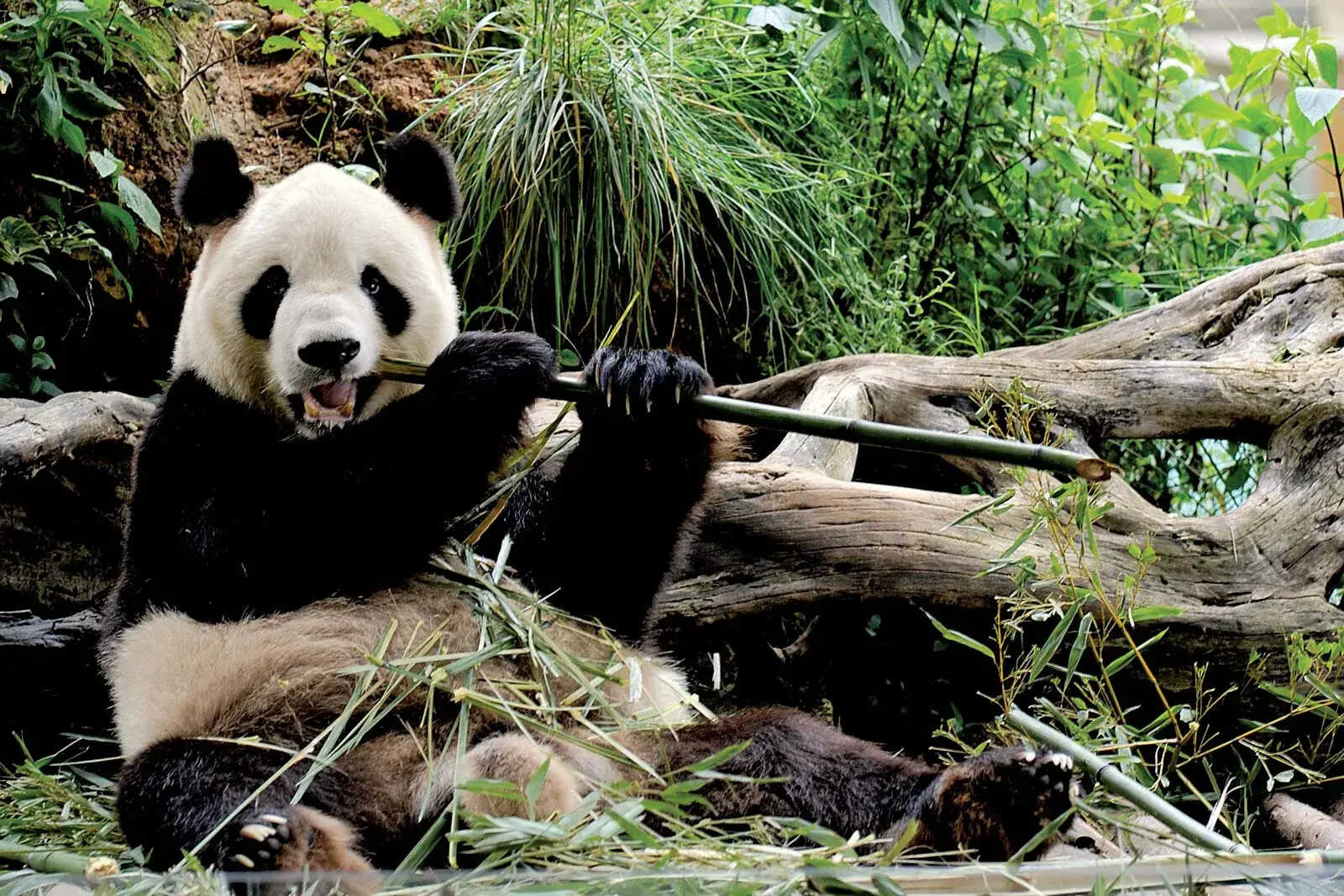 25-facts-about-chinese-wildlife