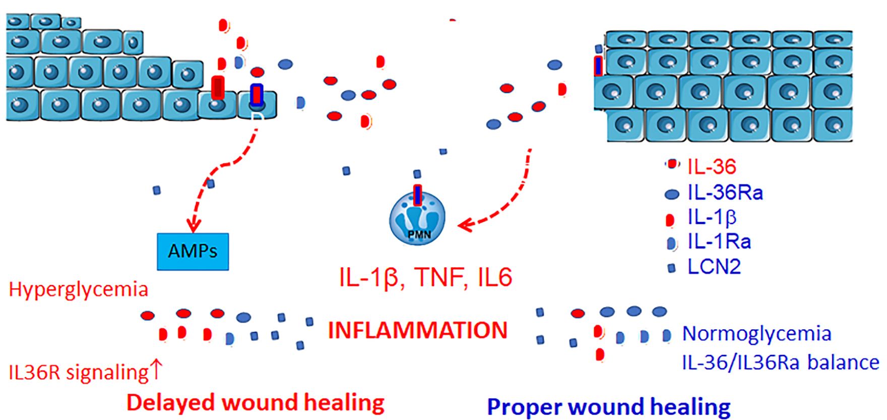 25-facts-about-il-36-receptor-il-36ra