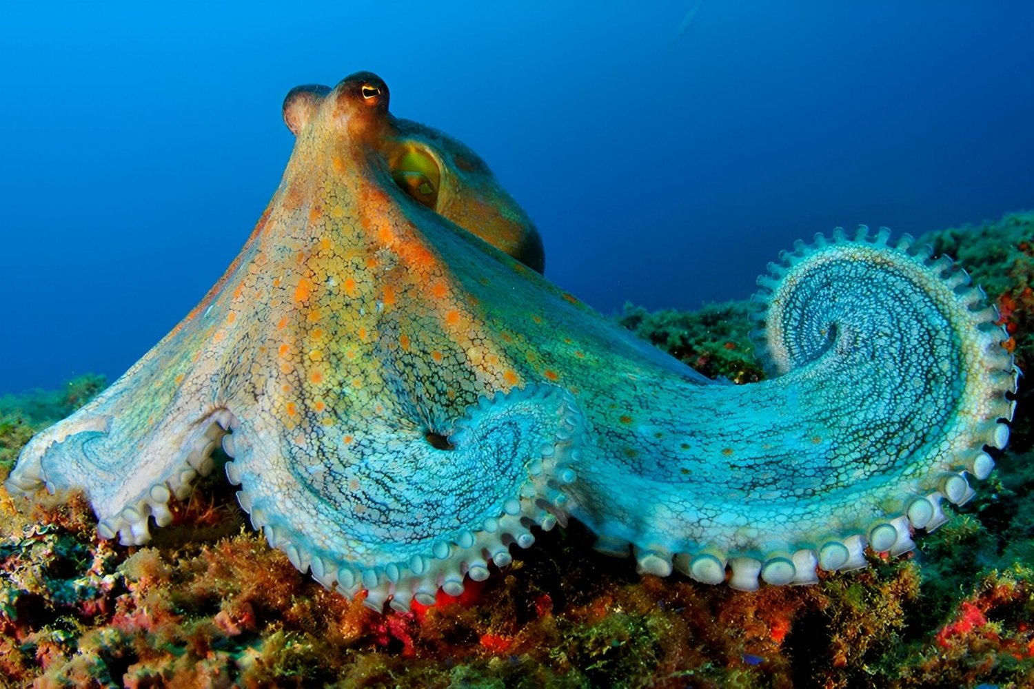 25-facts-about-ocean-species