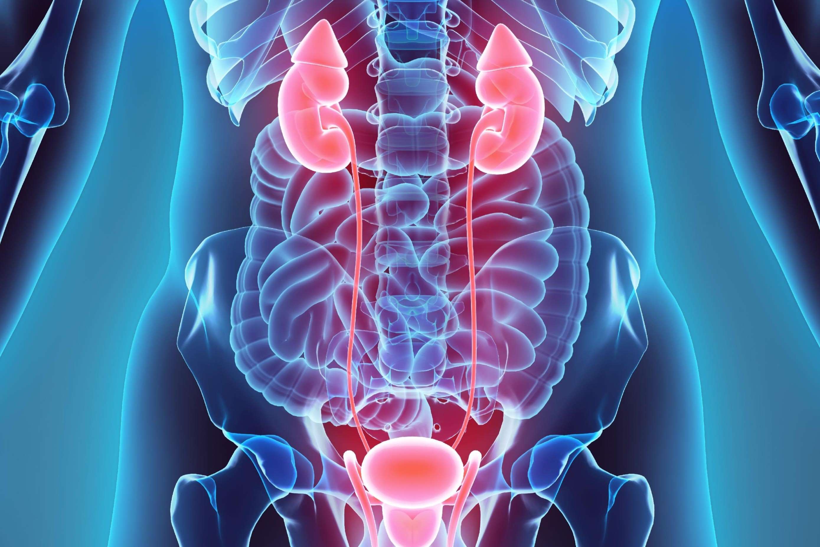 25-facts-about-renal-pelvis-and-ureter