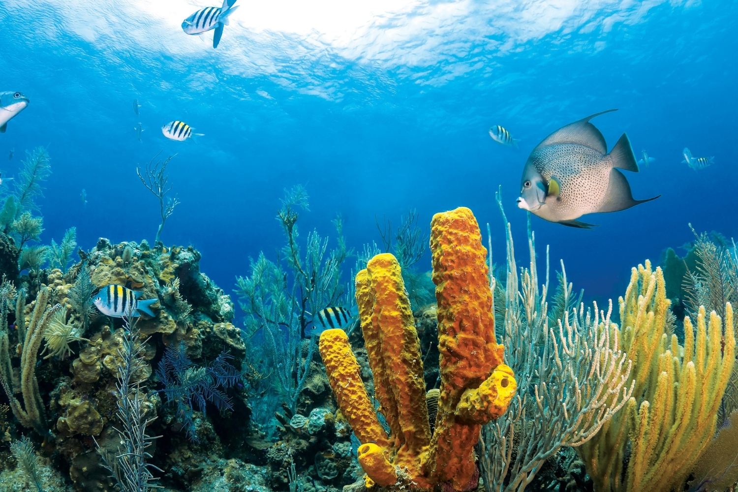 25-facts-about-tropical-marine-life