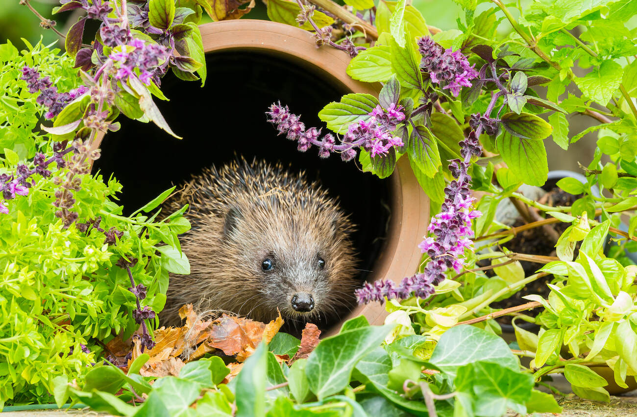 25-facts-about-wildlife-gardening