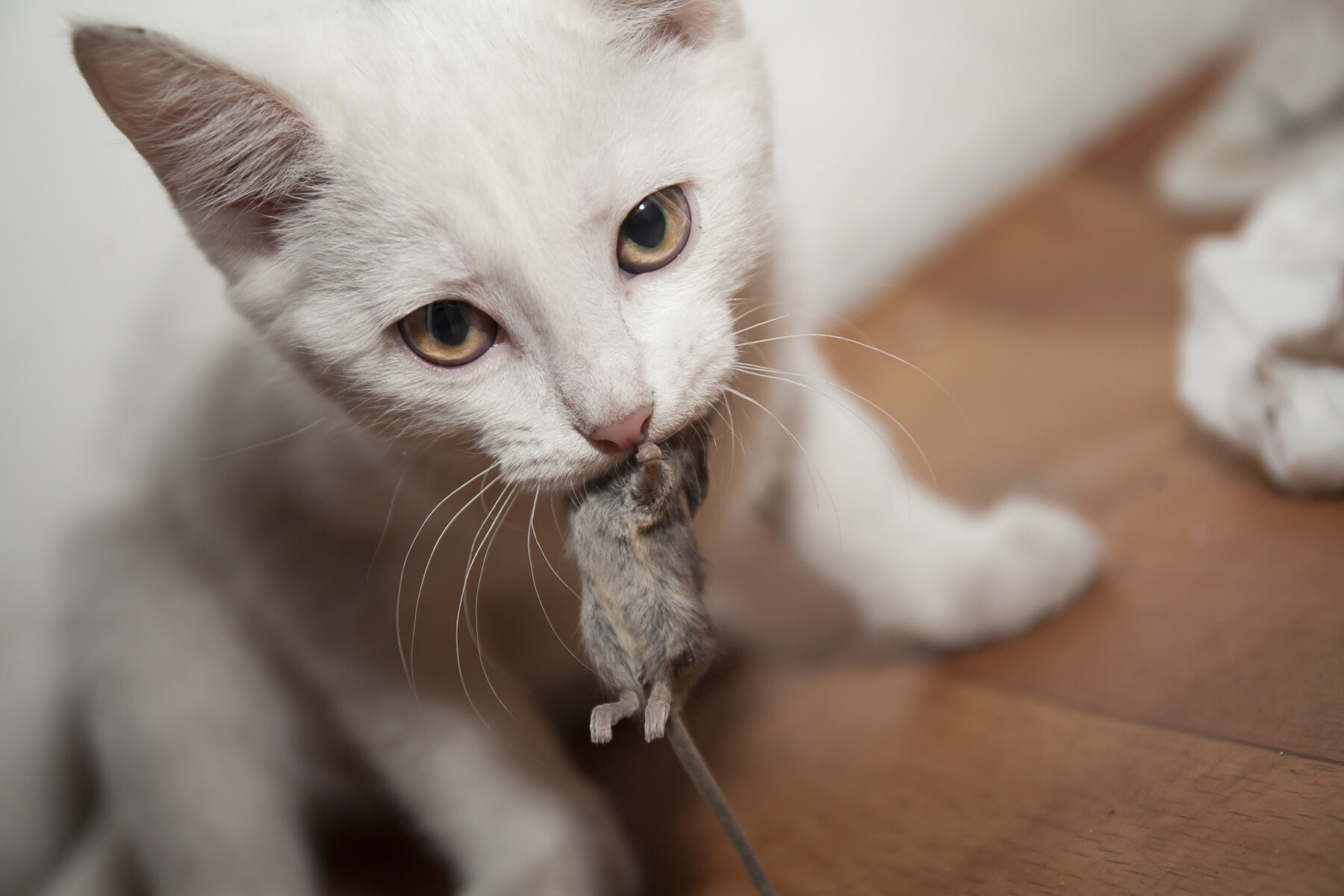 26-facts-about-cat-and-mouse