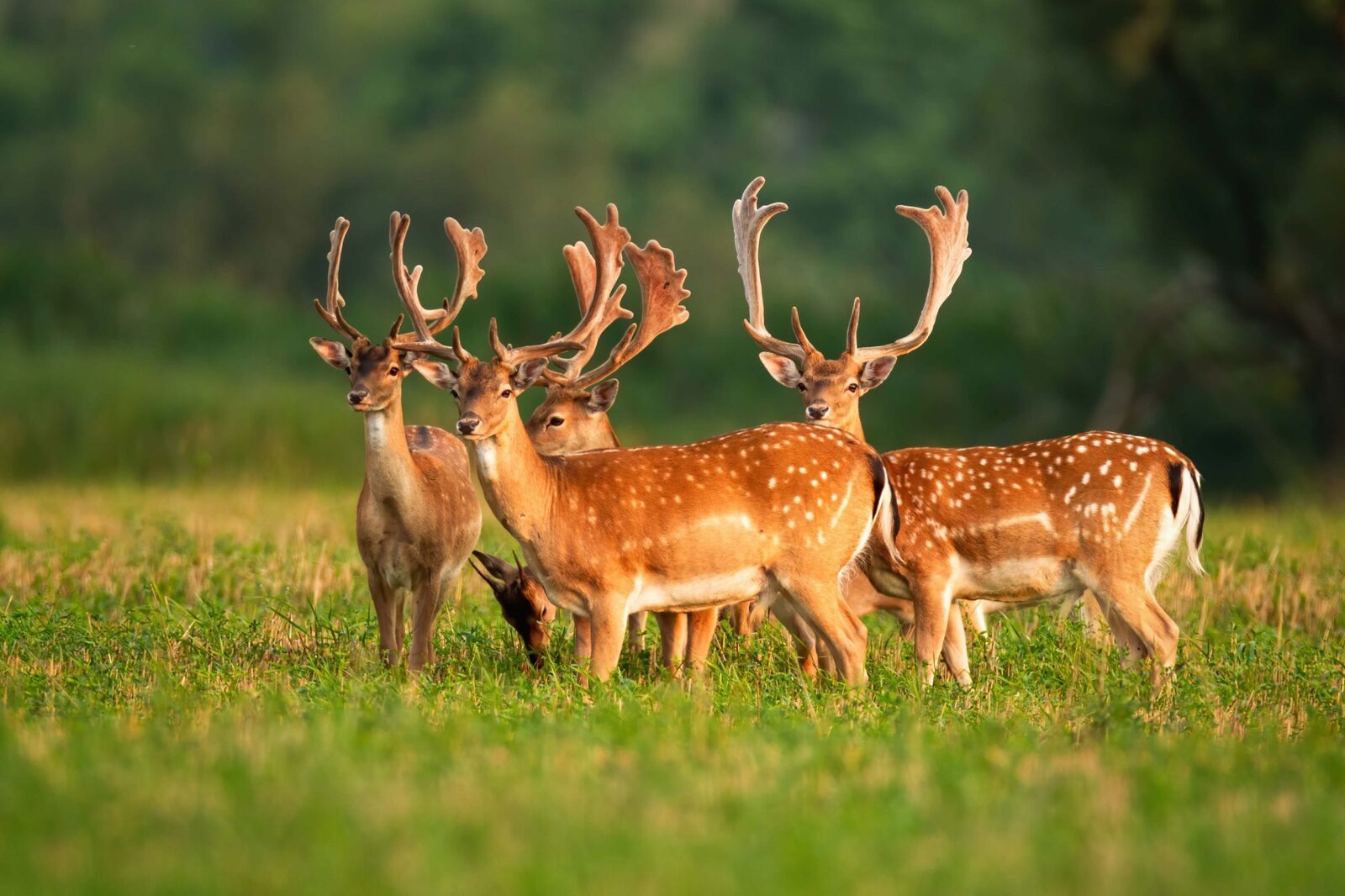 27-facts-about-european-wildlife