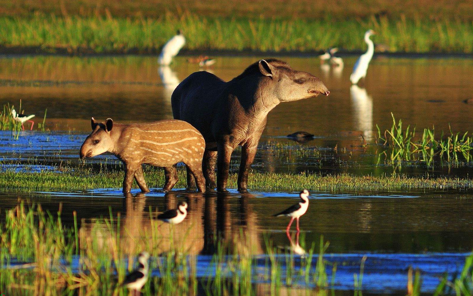 28-facts-about-brazilian-wildlife