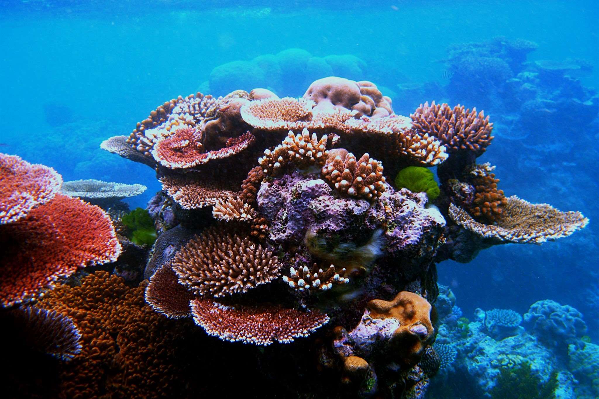 28-facts-about-caribbean-coral-reefs