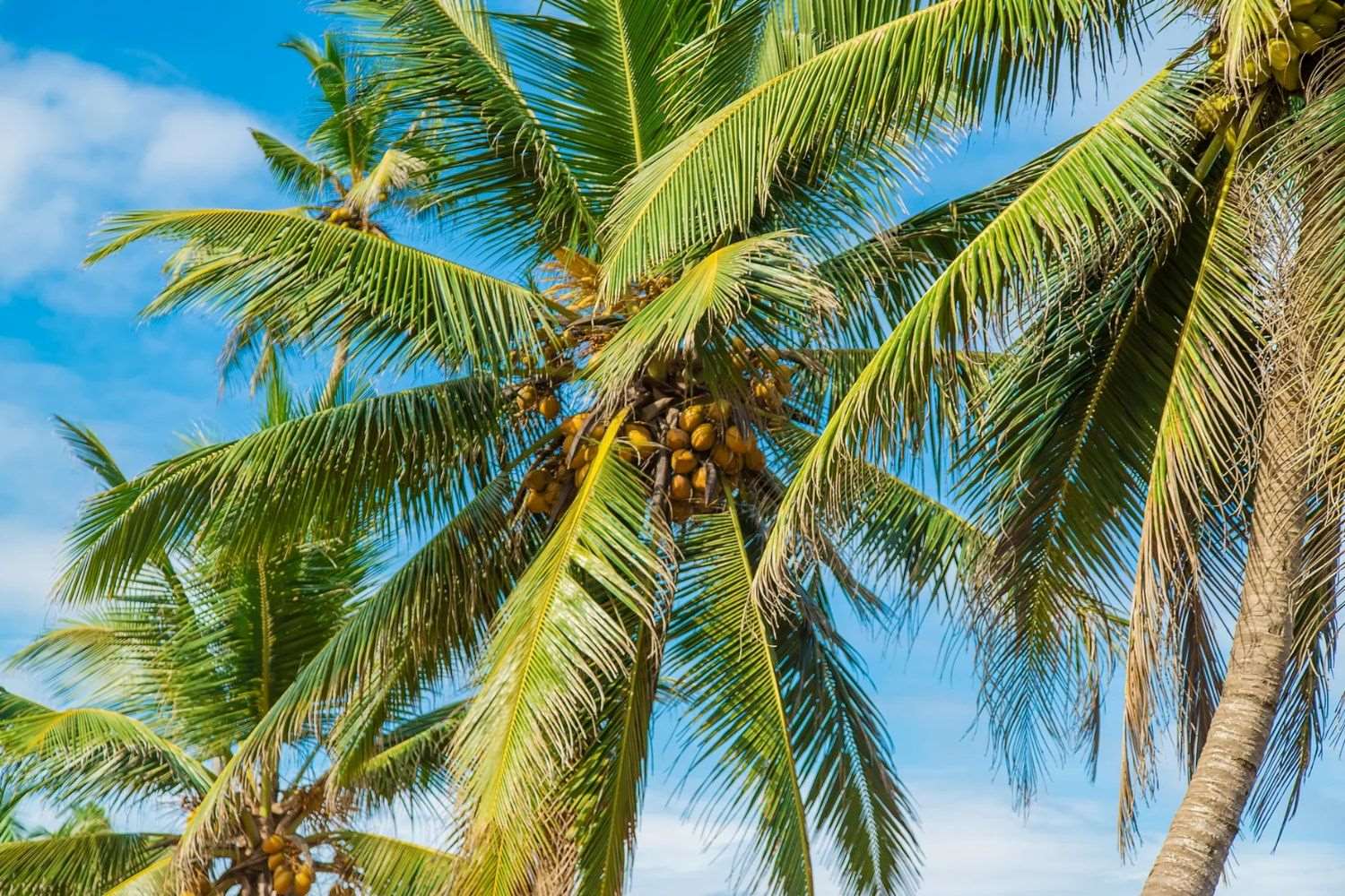 29-facts-about-coconut-palm