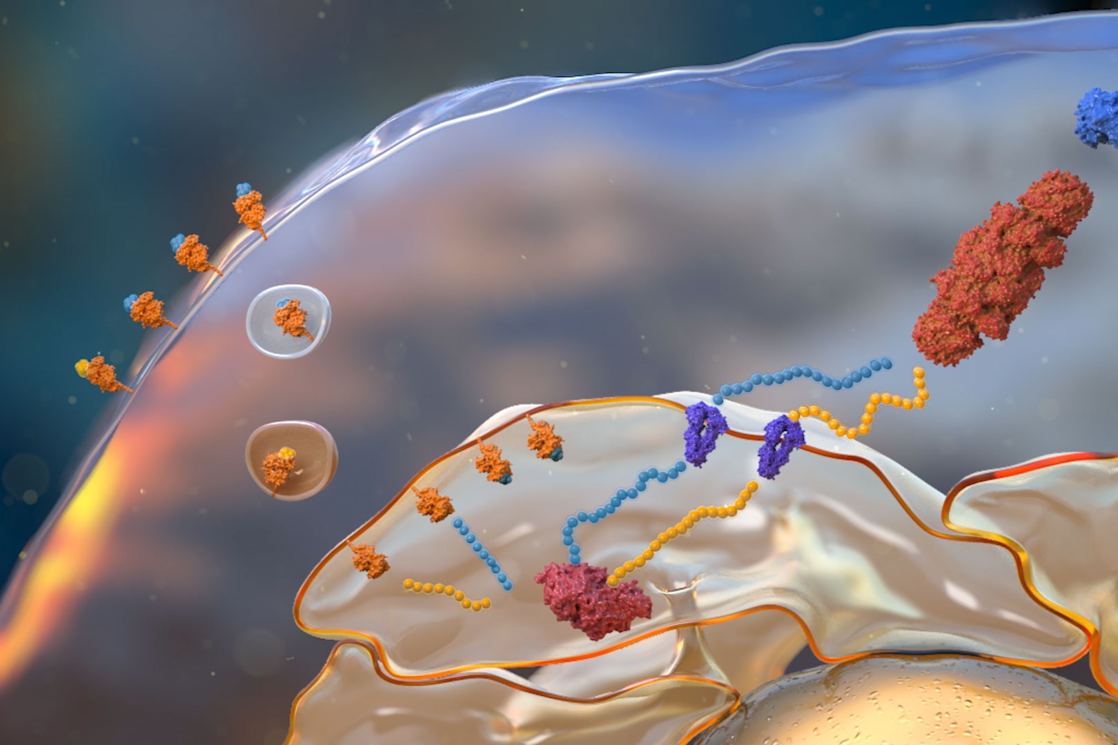 30-facts-about-antigen-presentation