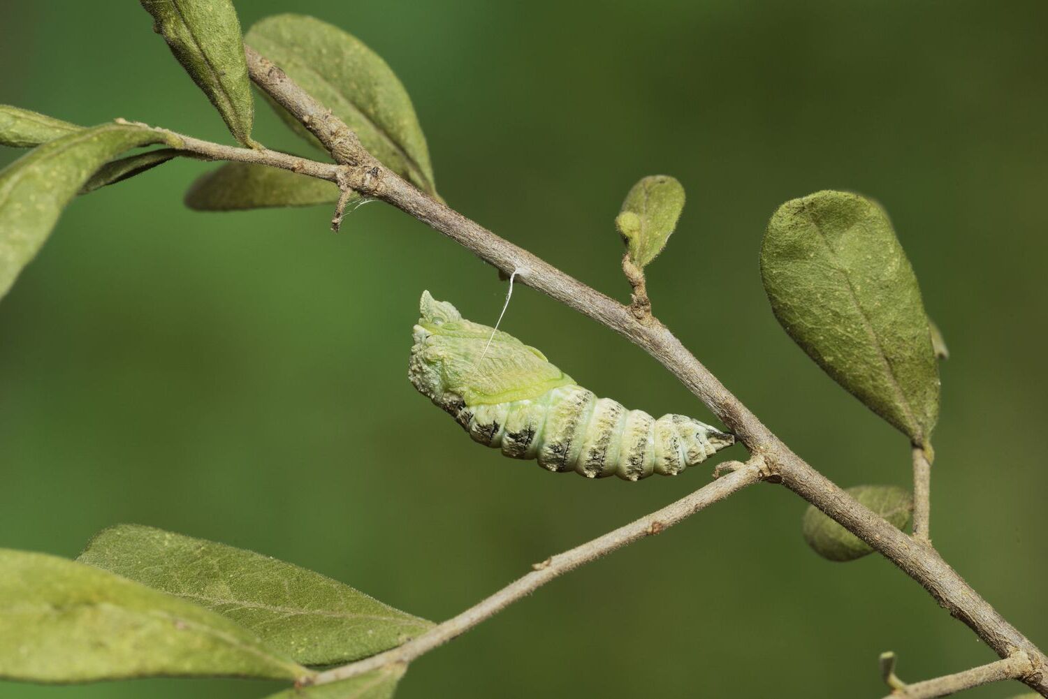 30-facts-about-complete-metamorphosis