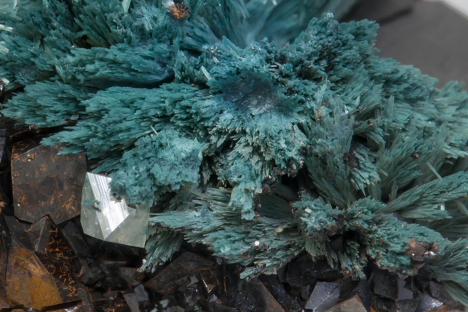 30-facts-about-gormanite