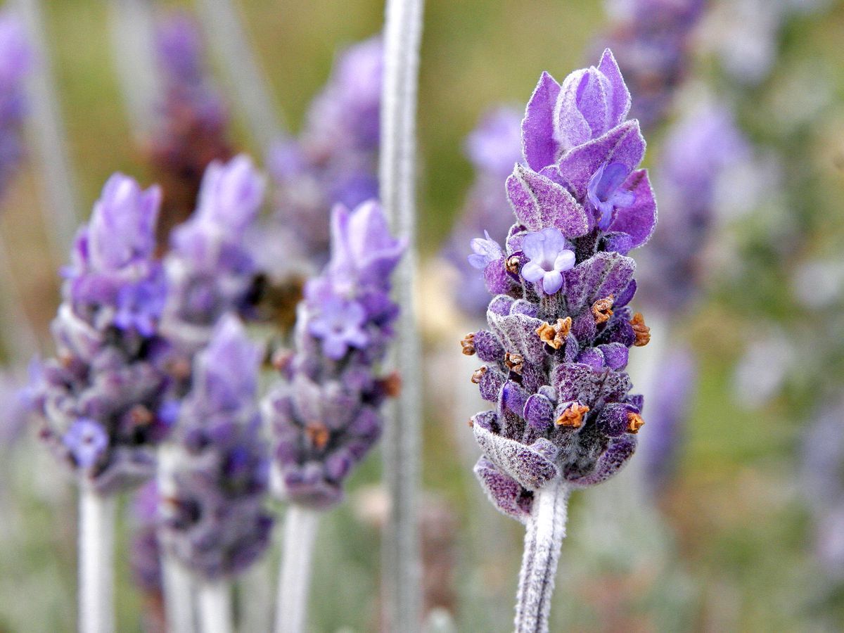 30-facts-about-lavendulan