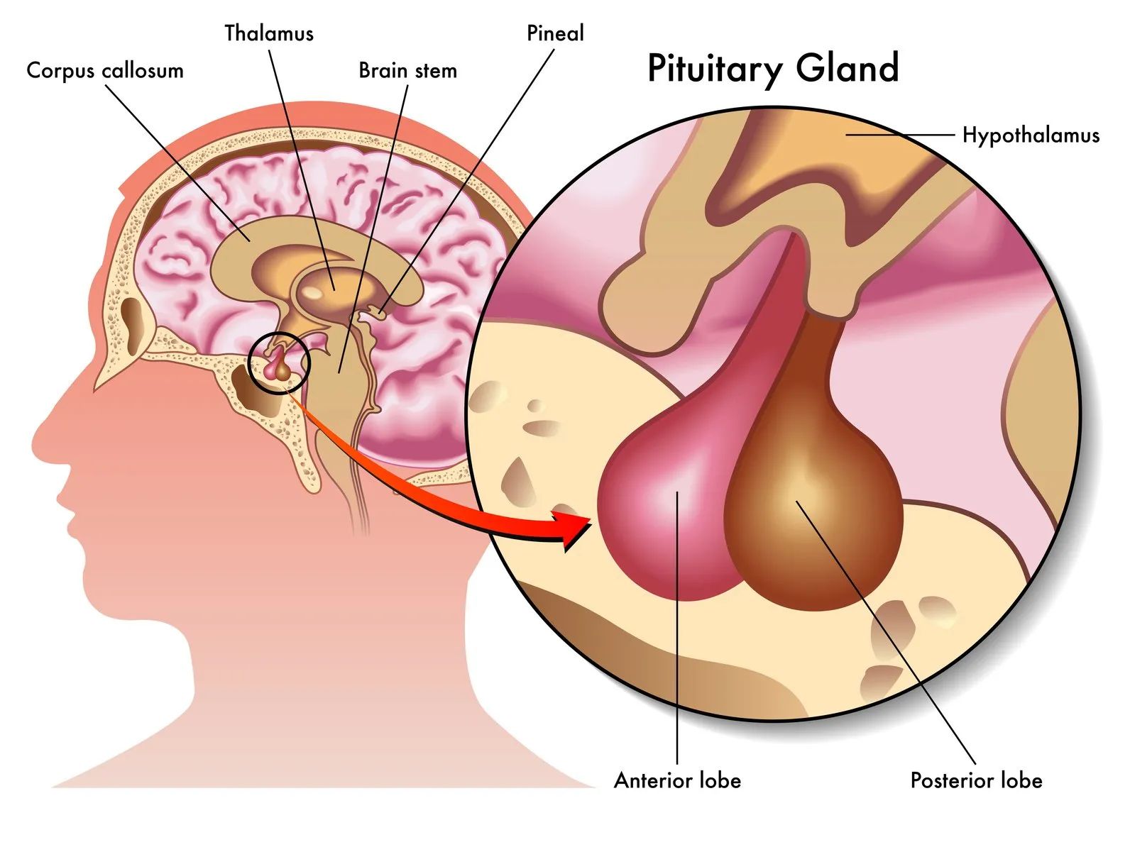 30 Facts About Luteinizing Hormone LH 