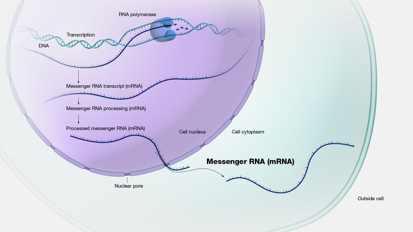 30-facts-about-messenger-rna-mrna