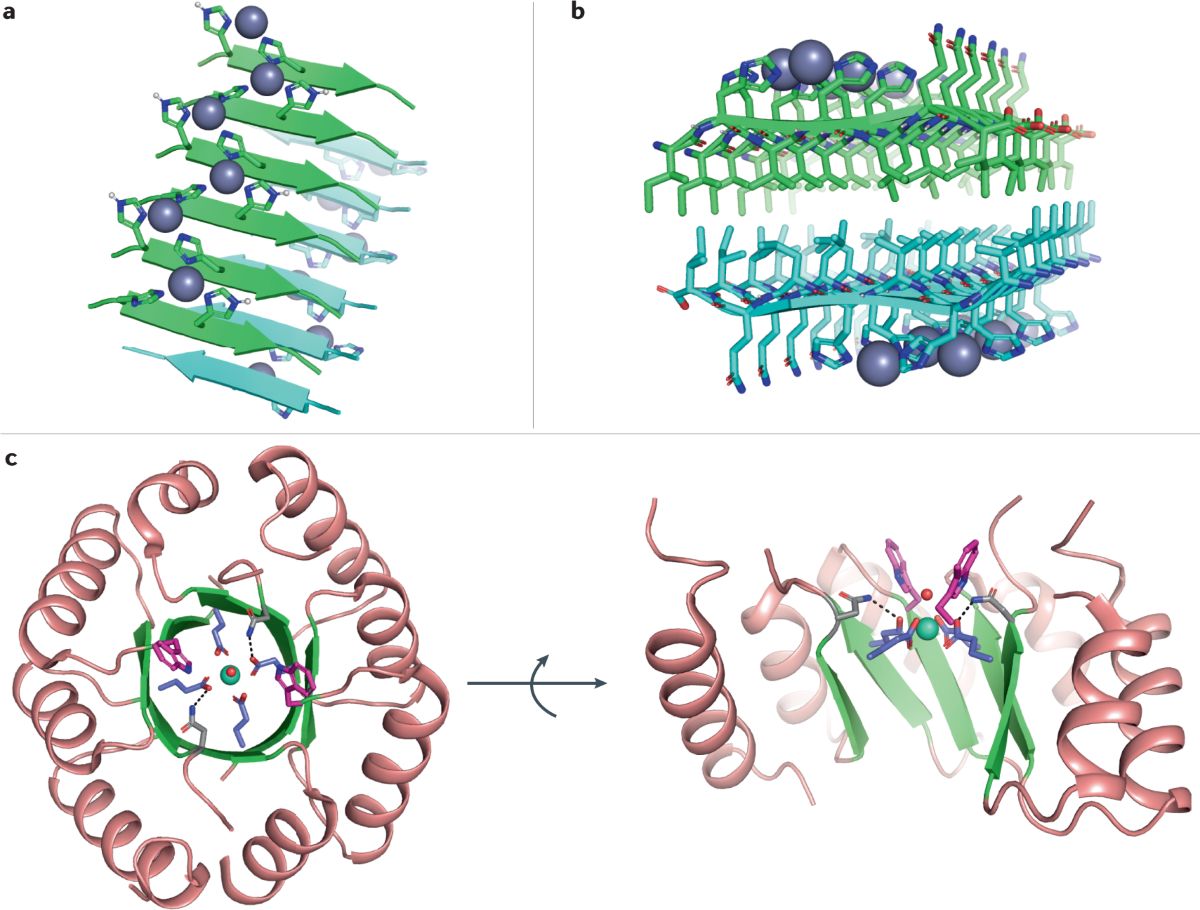 30-facts-about-metalloprotein