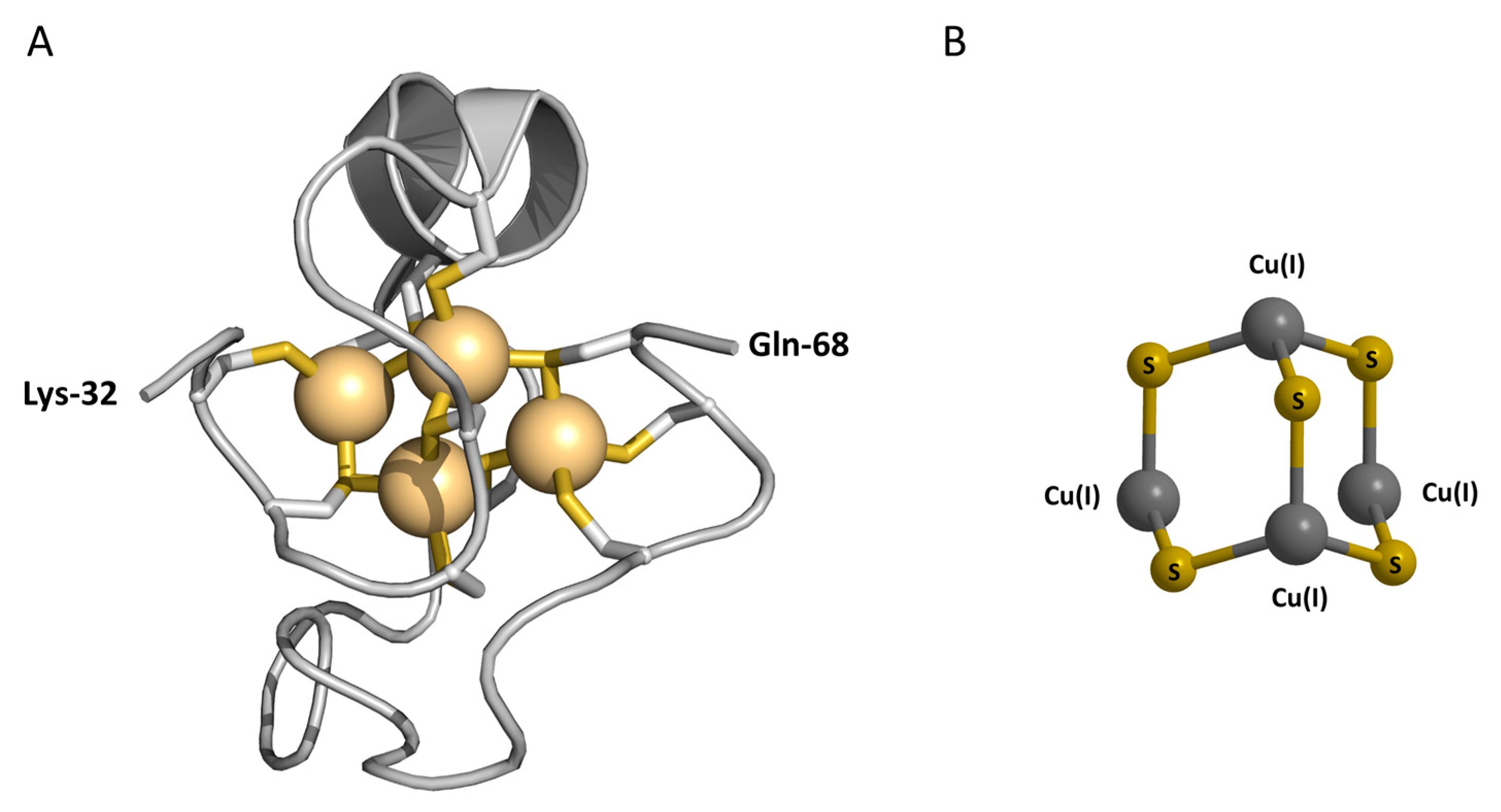 30-facts-about-metallothionein