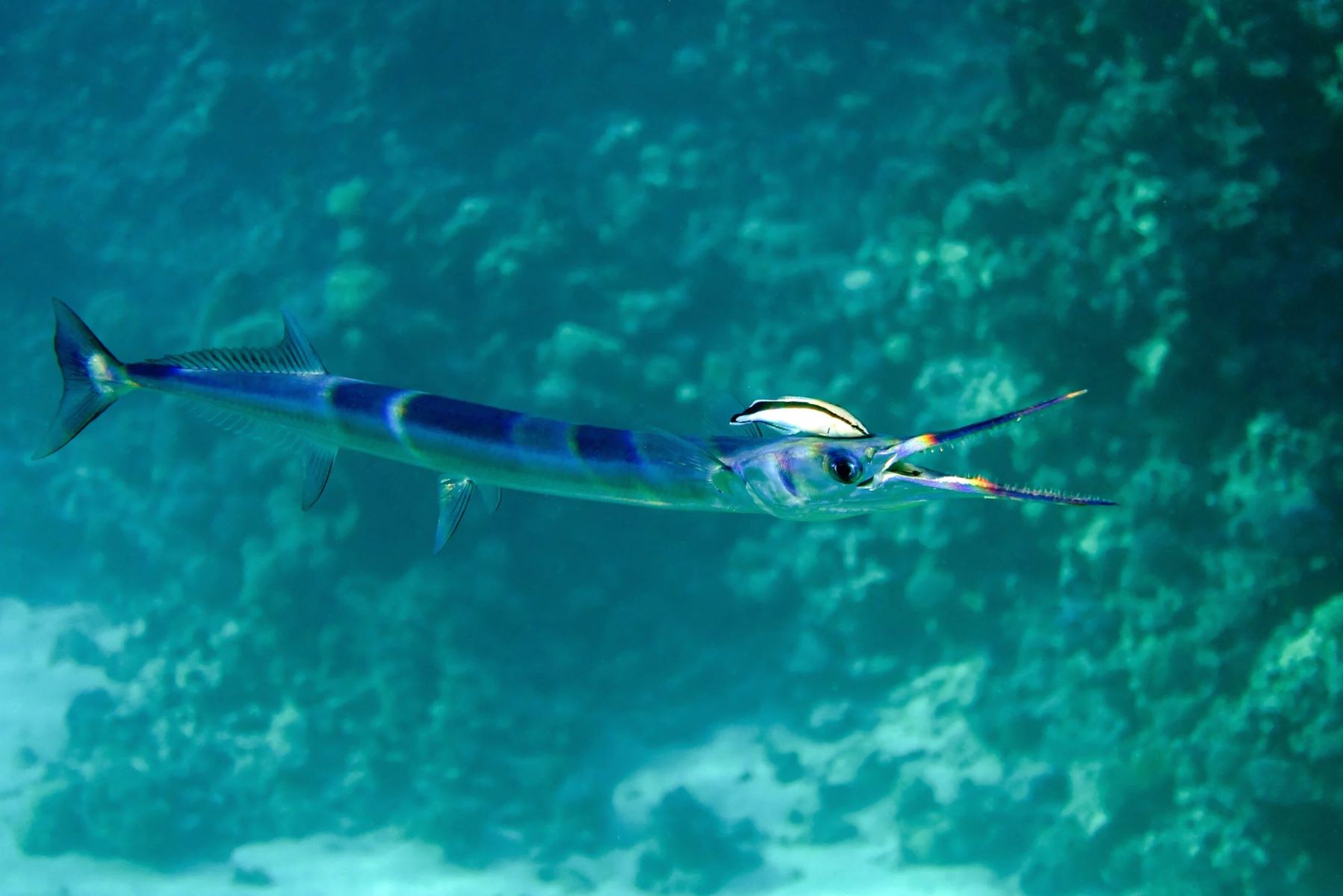 30-facts-about-needlefish