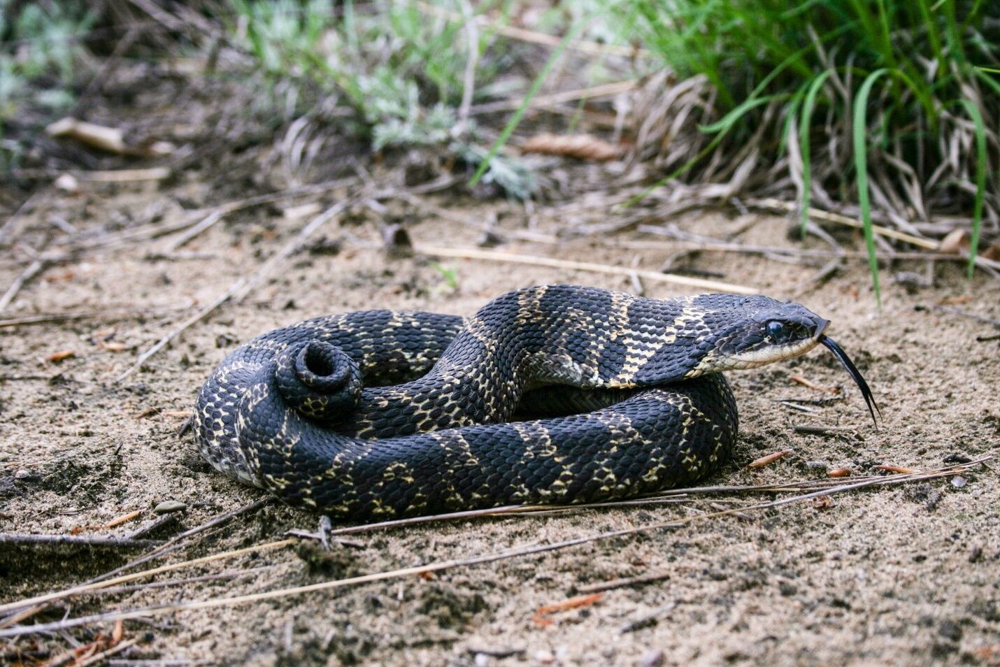 30-facts-about-snake-habitats