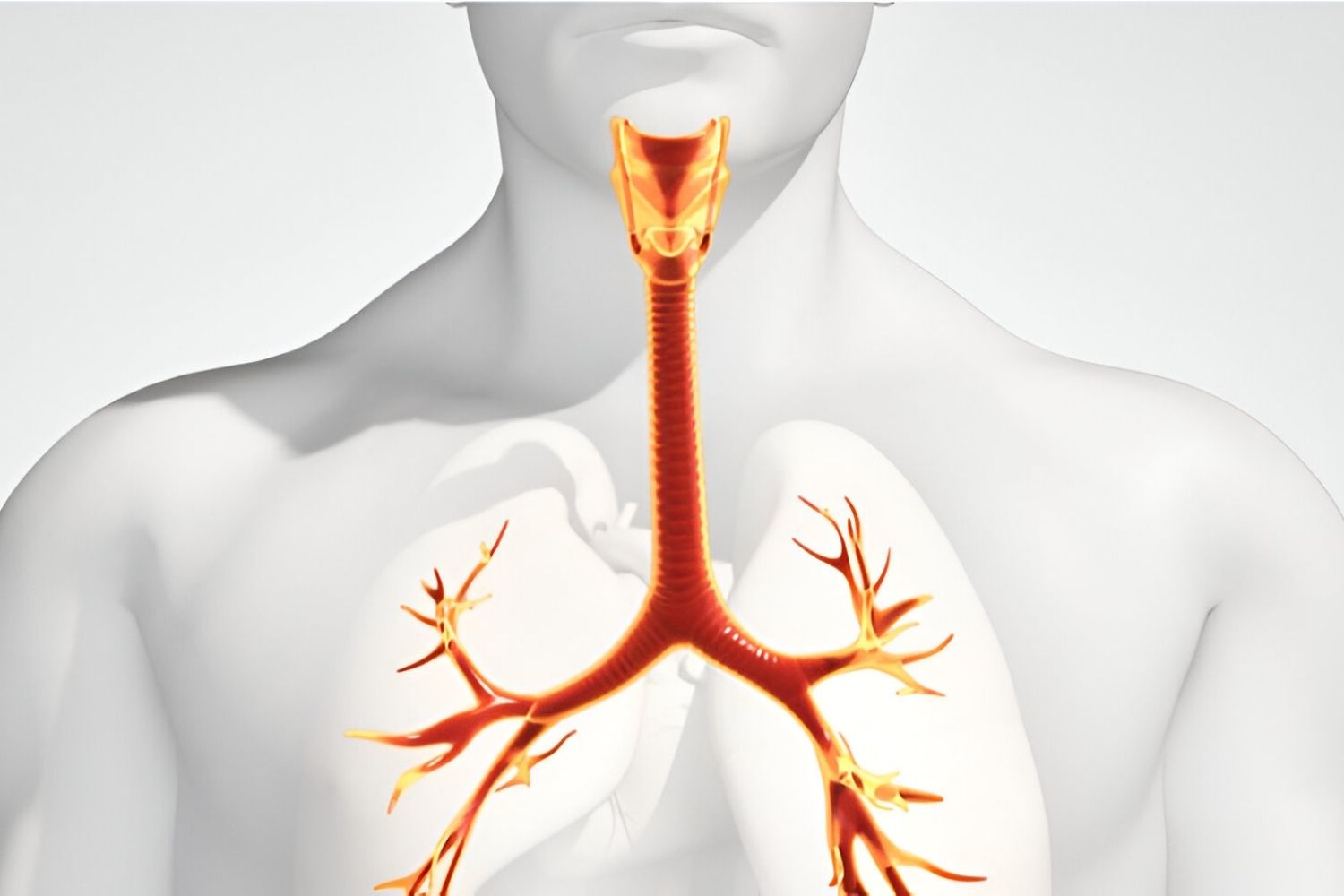 30-facts-about-tracheobronchial-tumors-lung-cancer