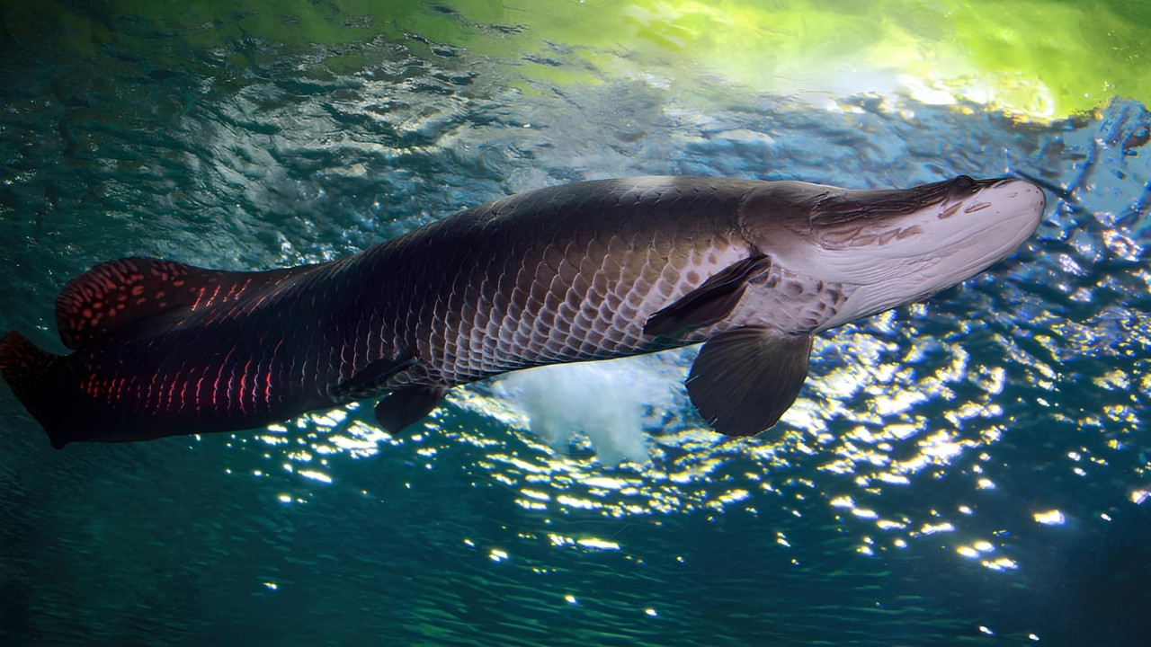 34-facts-about-arapaima