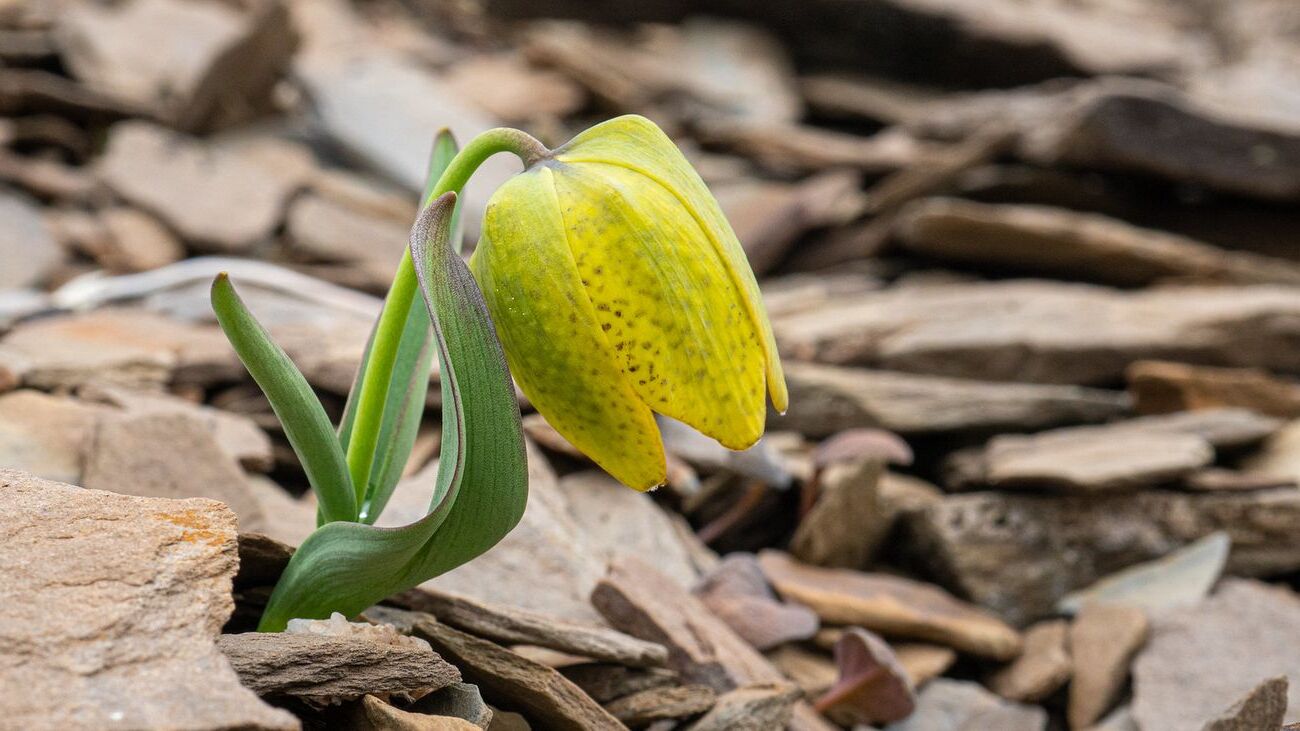 34-facts-about-fritillaria-delavayi