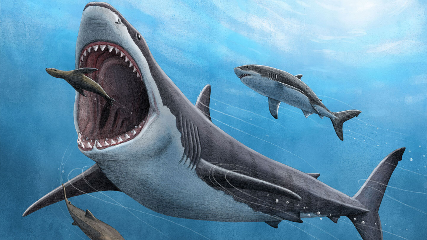 34-facts-about-megalodon-cannibal-study