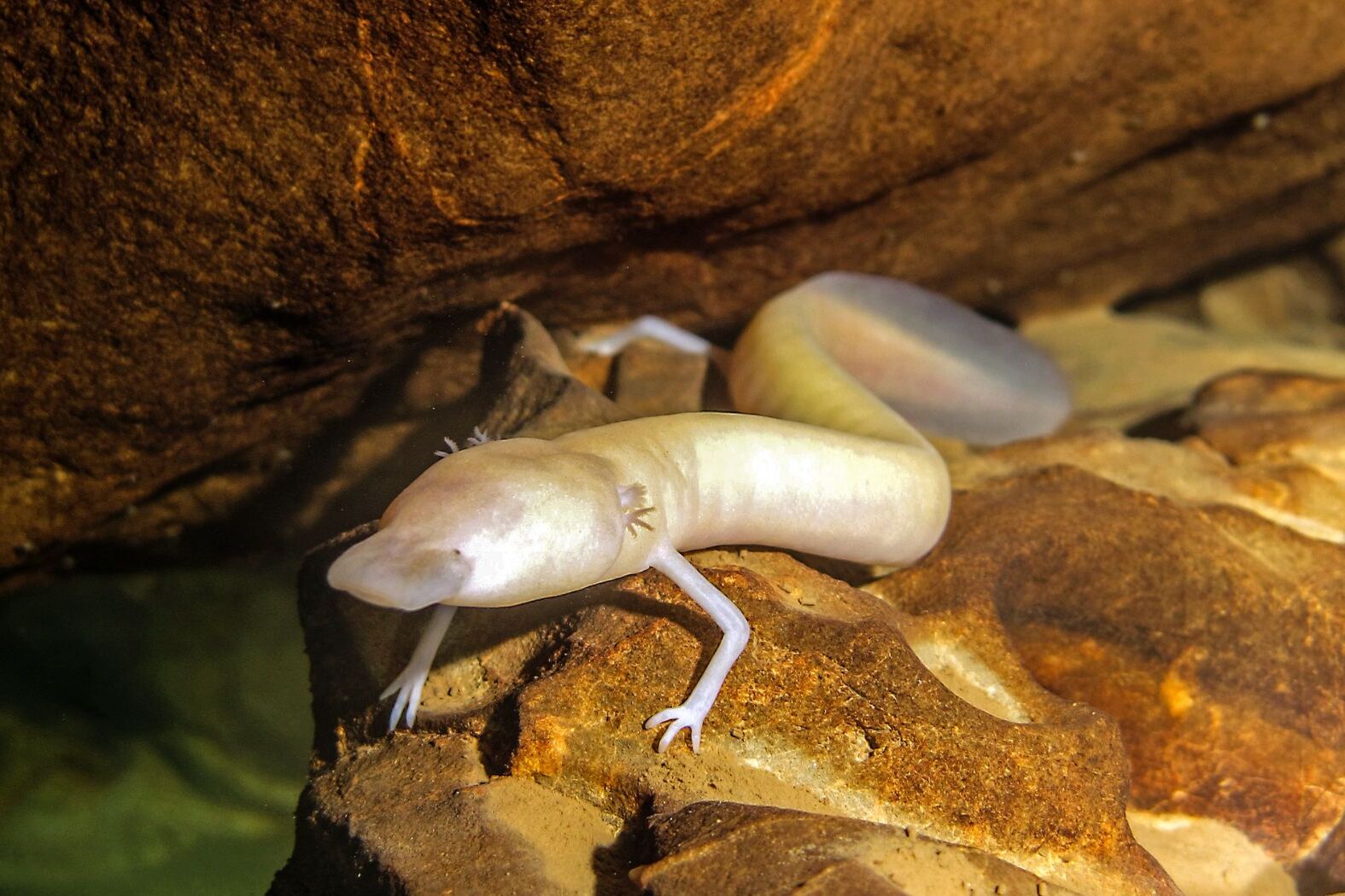 34-facts-about-olm-salamander