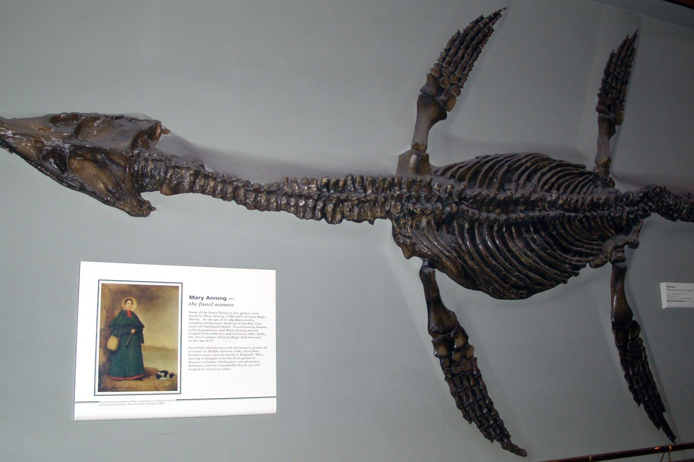 34-facts-about-pliosaur-bones